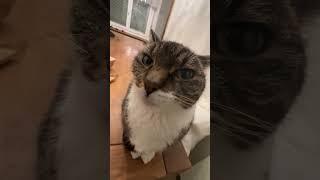 Kiss Cat 16 #kisscat #cat #funnycat
