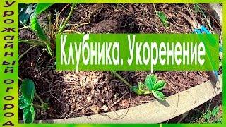 КАК УКОРЕНЯТЬ УСЫ КЛУБНИКИ И СРОКИ ПЕРЕСАДКИ !!