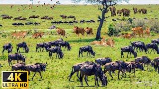 4K African Wildlife: Survival on the grasslands of Serengeti National Park | Explore the Wild In 4K