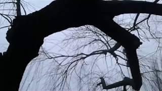 Лукоморье