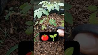 ️ Prune tomato plants in containers #tomatoesplants