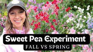 Direct Seeding Sweet Peas in Fall, Saving Dahlia Seed, Cutting Back Peonies & Rotten Plants