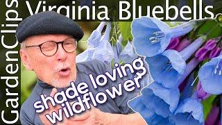 Virginia Bluebells - Mertensia virginica - Grow Virginia Bluebells