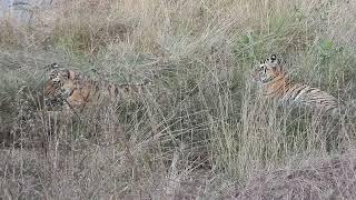 Tiger &  her 3 cubs after a heavy feast at Ranthambore-Dec 2024