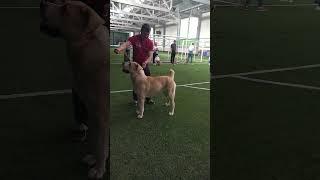 сао хендлинг | новые деревенские