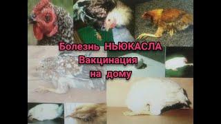 БОЛЕЗНЬ НЬЮКАСЛА у Кур//ВАКЦИНАЦИЯ самостоятельно на дому