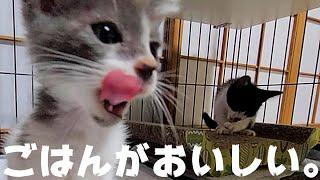 ごはんのおいしさを知ってしまった保護3日目の子猫がかわいい