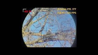 45 M (50 Yard) head shot / .177 Artemis p15 / JSB KO 920 FPS