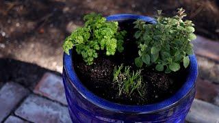 Planting Herbs in Containers for Beginners // Garden Answer