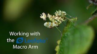 Working with the Leofoto Macro Arm for better close-up lighting