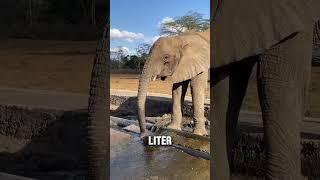 Does an Elephant Drink Water With Its Trunk? #Shorts #Facts #DidYouKnow #QuickFacts