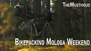 Мох, Молога и Дубы, 100 км на велосипедах в заповедных лесах | bikepacking among the old oaks