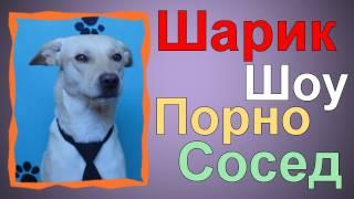 Шарик Шоу - Порно Сосед (выпуск 15)