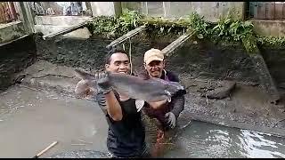 IKAN PATIN TERBESAR di kolam kita @adirusbandi8094