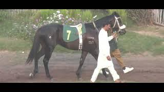 5th Race 1300 Meter Amigo Cup Winner | Ridden By Jockey Shahbaz Ahmed Trained By Shahid Rehman |