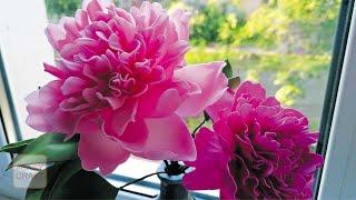 I copy a peony with my own hands from foamiran from a living flower! Flowers from foamiran MK