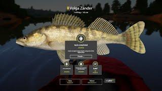 HOT SPOT!!! Trophy Volga Zander SURA - Russian Fishing 4