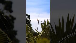 wildlife photography with adcome ix telephoto zoom lens in mobile