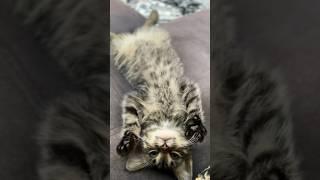 Тебе вообще так удобно лежать ?#кот #кошки #котики #кошка #котенок #коты #котята#котёнок #животные