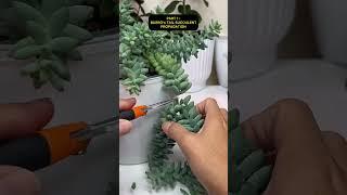 Burro’s Tail or Donkey Tail Succulent Propagation PART 1: How To Propagate This Succulents?