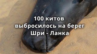 На пляжах Шри Ланки выбросилось около 100 китов