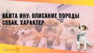 Акита ину: описание породы собак, характер