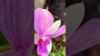 Dendrobium orchid in coconut husk #orchids #dendrobium  #dendrobiumorchid  #plants
