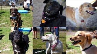 Well-Dressed Dog Reunites With Siblings After Looking For Them On Facebook