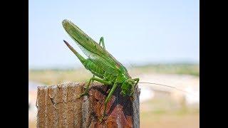 В траве сидел кузнечик, совсем как огуречик. grasshopper