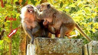 OMG! Jill Attacks Old Monkey Tima Until Cry No Sound, Why Jill So Angry Tima Like This? Save Sherry?