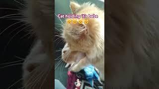 Cute cat holding kitten #trending #cat #shortvideo #kitten #music #funny