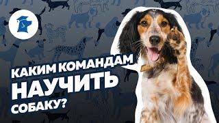 Каким командам научить собаку? Список команд для собак