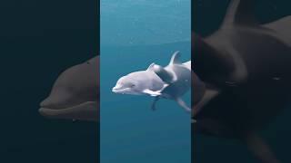 Dolphin Vs Whale | Bottlenose Dolphin Vs Blue Whale