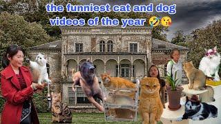 Funniest Animal Videos Collection 2024 Funny Dog And Cats Videos 