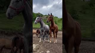 #horse WhatsApp +79277214909 КОМУ КАКОЙ НРАВИТЬСЯ? #kokboru #buzkashi #продажалошадей #лошади