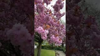 Flowering Cherry Tree | Cherry Blossom Tree | Prunus Tree #Shorts