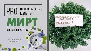 Растение для дома - Мирт. Секреты ухода | Как вырастить миртовое дерево дома без особых хлопот