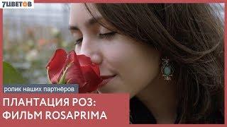 Розы на 14 февраля | RosaPrima