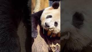 Panda Sleeps So Deeply It Starts Drooling!판다가 너무 깊이 잠들어 침을 흘린다! #cute #funny