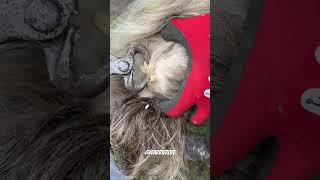 Ergots hidding within the hair! #horse #asmr #farrier #equestrian #ergot #oddlysatisfying