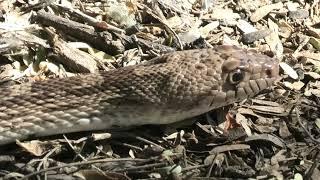 Gopher snake in our yard Tucson, Arizona