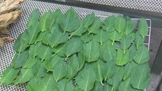 Ceremonial Tobacco: Budworm, Drying and Seeds.....