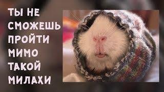 Guinea pig SpeedPaint (Paint Tool SAI) / Спидпейнтим милаху морскую свинку с: