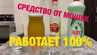 Как избавиться от мошек на кухне | Средство против дрозофила