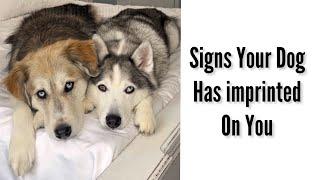 Signs Your Dog Has Imprinted On You