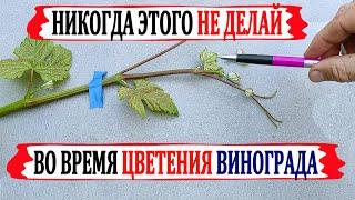  Никогда не делай ЭТОГО во время цветения винограда. Что  ОБЯЗАТЕЛЬНО  нужно сделать для ОПЫЛЕНИЯ.