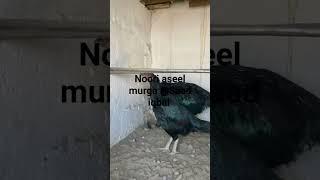 The  Aseel murga and beautiful noori aseel murga@Saad iqbal #shorts#viral #youtube #chicken #shows#
