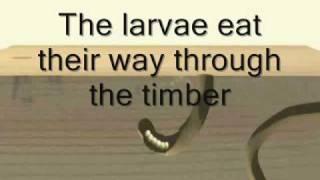 Timberwise explain the life cycle of the woodworm