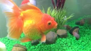 Bruce the Massive Goldfish