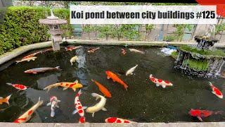 Koi pond between city buildings(Osaka, Japan)